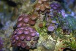 TANK THREAD PICS 028.jpg