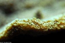 encrusting monti.jpg