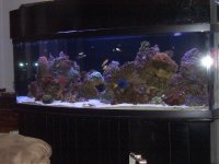 Salt water fish tanks 2007 033.jpg