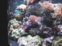 Side View Reef.jpg