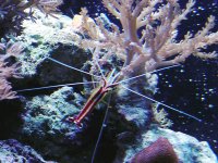 Cleaner Shrimp.jpg