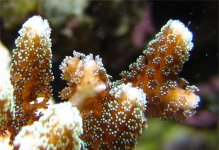 tank 5-20-2006 010 small.jpg