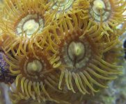 tank 5-4-06 001 small2.jpg