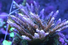 AA New Livestock 6 001.jpg