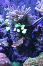 AA New Livestock 6 002.jpg