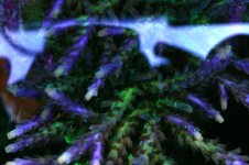 AA New Livestock 6 003.jpg