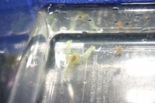 SHRIMP 002.jpg
