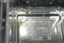 SHRIMP 001.jpg