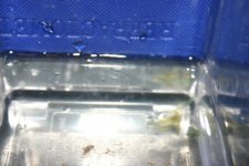 SHRIMP 003.jpg
