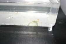 SHRIMP 004.jpg