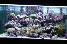 CROX99 tank thread 015.jpg