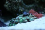 CROX99 tank thread 002.jpg