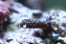 CROX99 tank thread 013.jpg