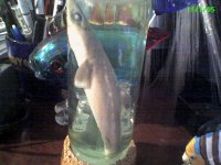shark.jpg
