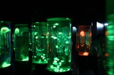 Ocen Park Jellyfish in Green.jpg