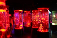 Ocen Park Jellyfish in Red.jpg