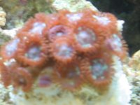 Pacific Fire Zoo's.jpg