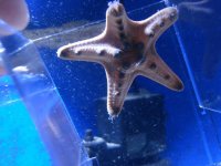 Starfish1.jpg