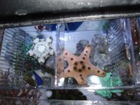 Starfish4.jpg