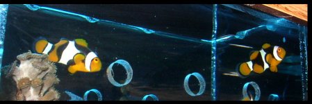 true perculas 1 .jpg true perculas 1 .jpg