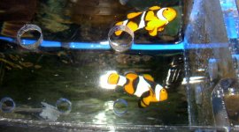 true perculas 1 .jpg true perculas 1 .jpg