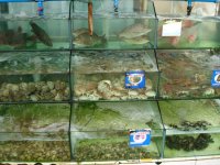 DSC00908.JPG