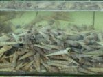 DSC00920.JPG