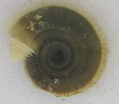 11798snail_3.jpg