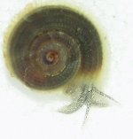11798snail_other_side.jpg