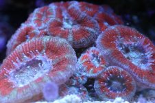 AAAAAA ACAN BLASTO 002.jpg