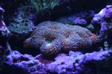 AAAAAA ACAN BLASTO 007.jpg