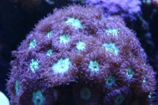 AAAAAA ACAN BLASTO 008.jpg