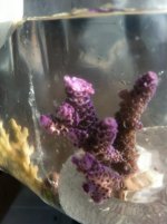 ImageUploadedByReefs1356286023.573805.jpg