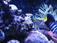 Reef 035.jpg