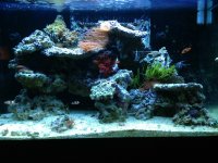 ImageUploadedByReefs1360292848.335372.jpg