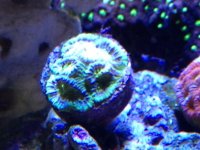 ImageUploadedByReefs1351969299.640379.jpg