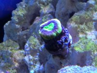 ImageUploadedByReefs1351969320.000963.jpg