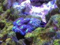 ImageUploadedByReefs1351969347.236882.jpg