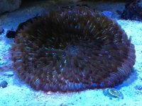 ImageUploadedByReefs1351969364.548441.jpg