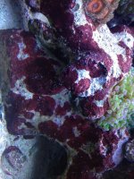 ImageUploadedByReefs1344352152.880964.jpg