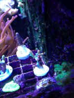 ImageUploadedByReefs1366326124.716279.jpg ImageUploadedByReefs1366326124.716279.jpg