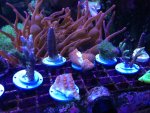 ImageUploadedByReefs1366326147.668130.jpg