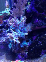 ImageUploadedByReefs1366326198.135880.jpg ImageUploadedByReefs1366326198.135880.jpg
