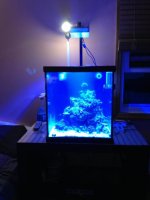 ImageUploadedByReefs1369669365.324556.jpg