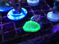 ImageUploadedByReefs1366326582.208141.jpg ImageUploadedByReefs1366326582.208141.jpg