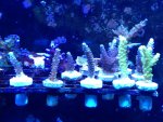 ImageUploadedByReefs1366328427.417950.jpg