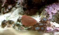 Red Mushroom.jpg