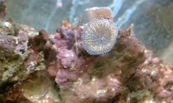 Ricordia mushroom.jpg