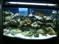 ImageUploadedByReefs1344375579.068148.jpg