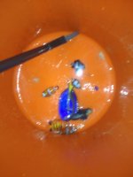 ImageUploadedByReefs1352108650.049088.jpg